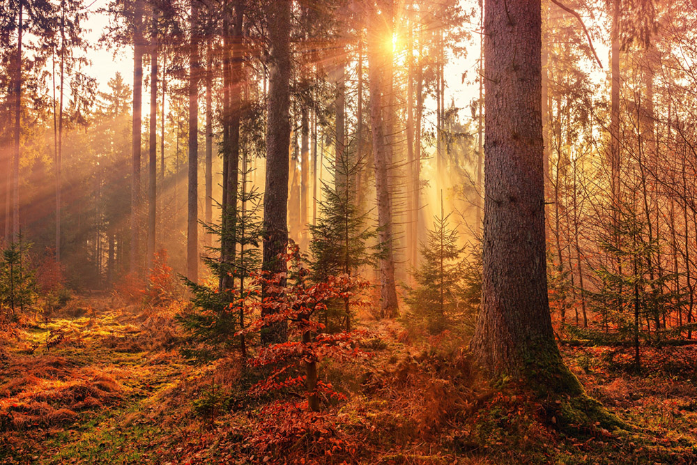 Autumn1000px